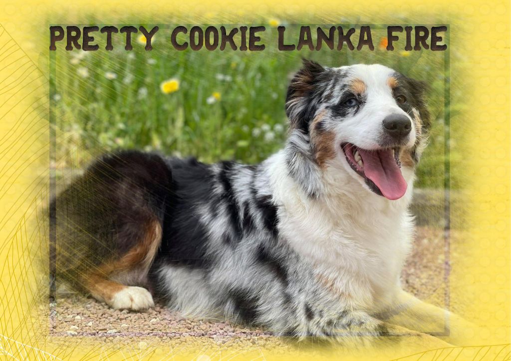 Pretty cookie Lanka Fire