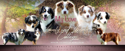 Lovely And Liberty Cottage - Berger Américain Miniature  - Portée née le 23/02/2024