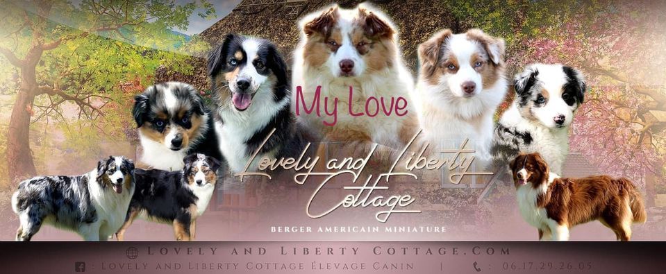 Lovely And Liberty Cottage - Chiot disponible  - Berger Américain Miniature 