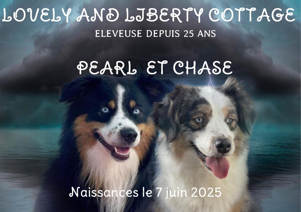 Lovely And Liberty Cottage - Chiots disponibles - Berger Américain Miniature 