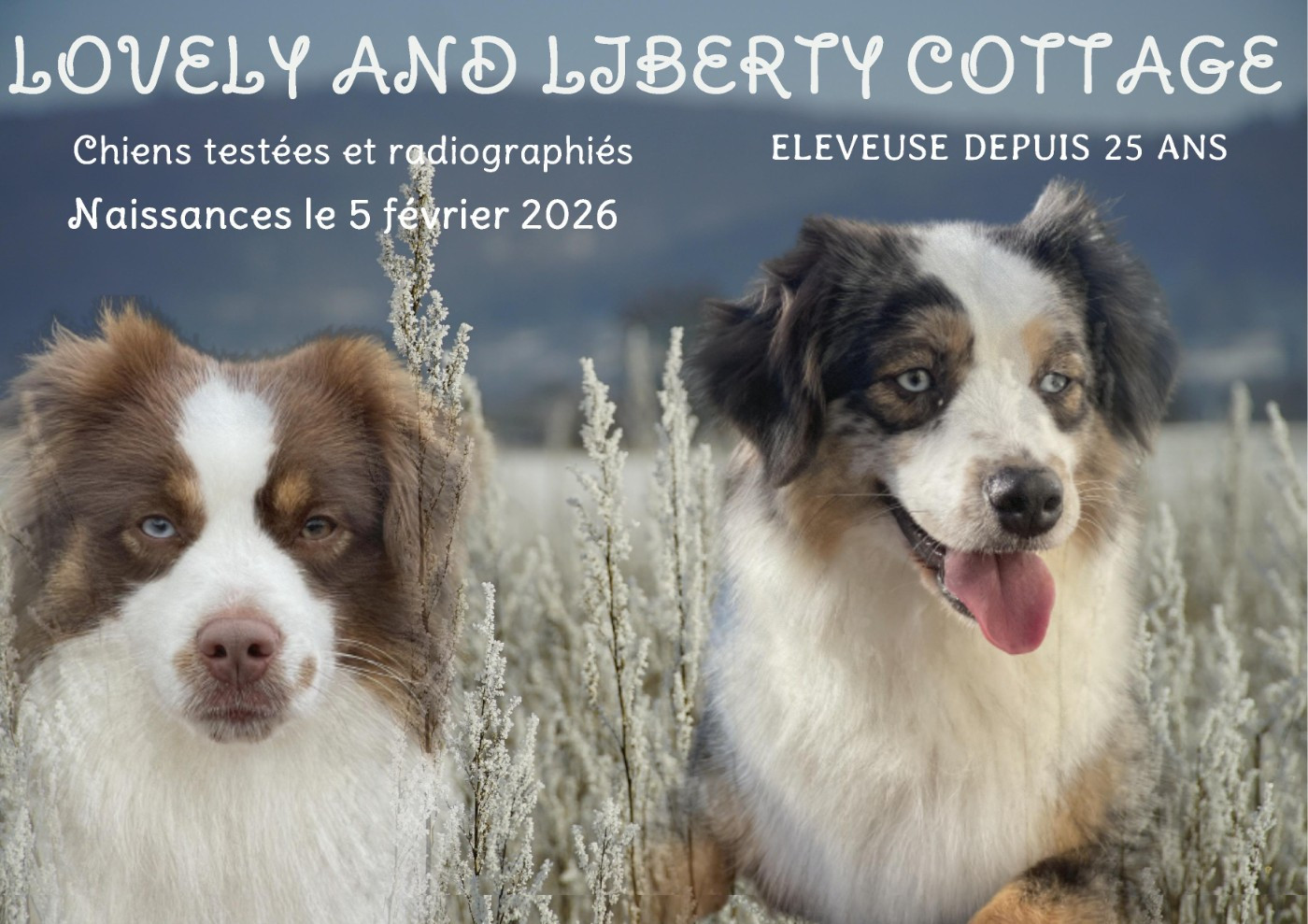 Chiot Berger Américain Miniature  Lovely And Liberty Cottage