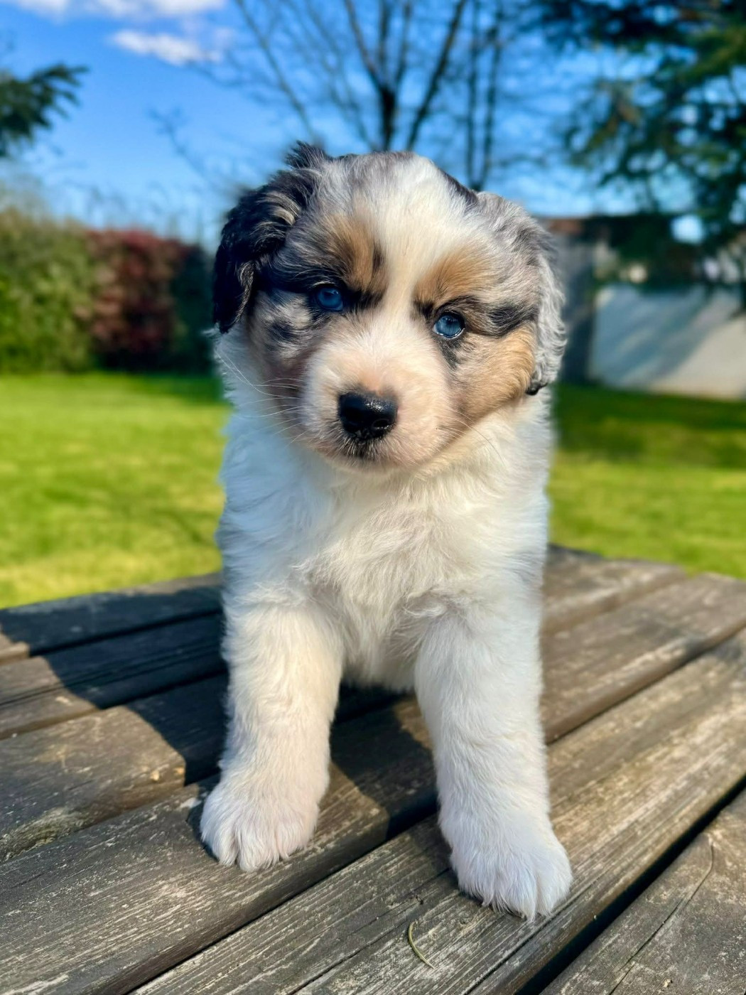 Lovely And Liberty Cottage - Chiots disponibles - Berger Américain Miniature 