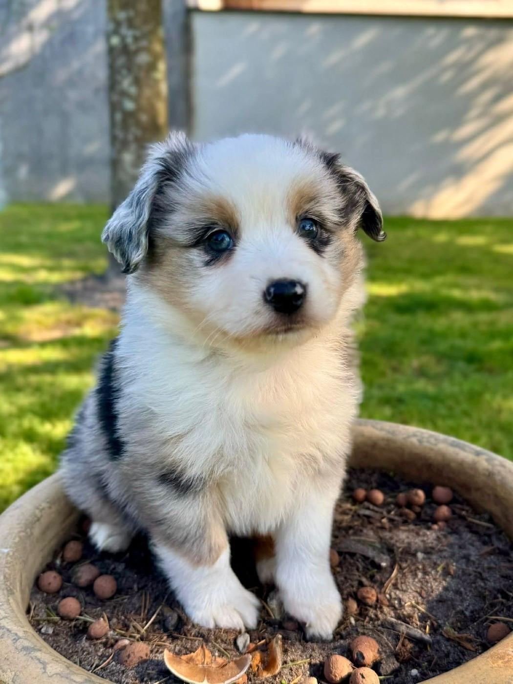 Lovely And Liberty Cottage - Chiots disponibles - Berger Américain Miniature 