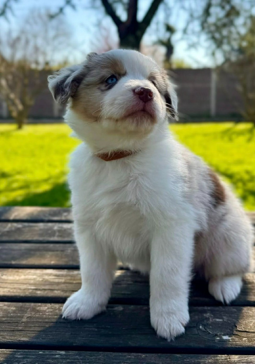 Lovely And Liberty Cottage - Chiots disponibles - Berger Américain Miniature 