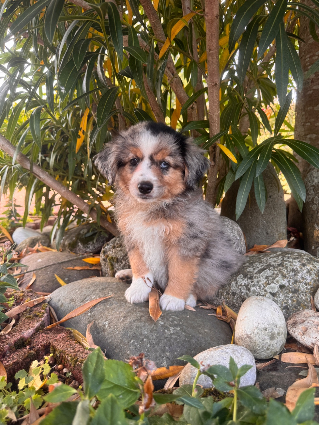 Lovely And Liberty Cottage - Chiots disponibles - Berger Américain Miniature 