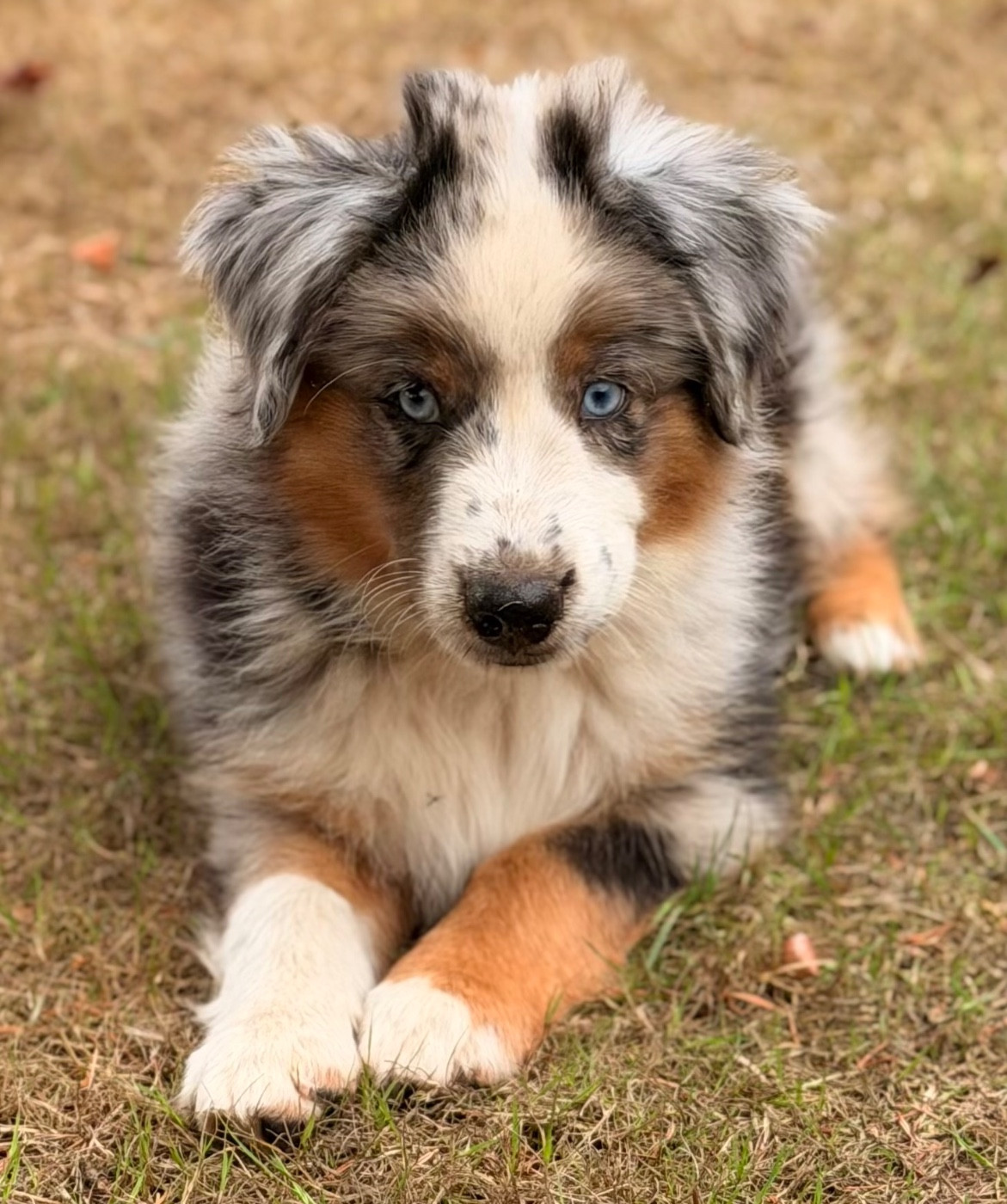 Lovely And Liberty Cottage - Chiots disponibles - Berger Américain Miniature 