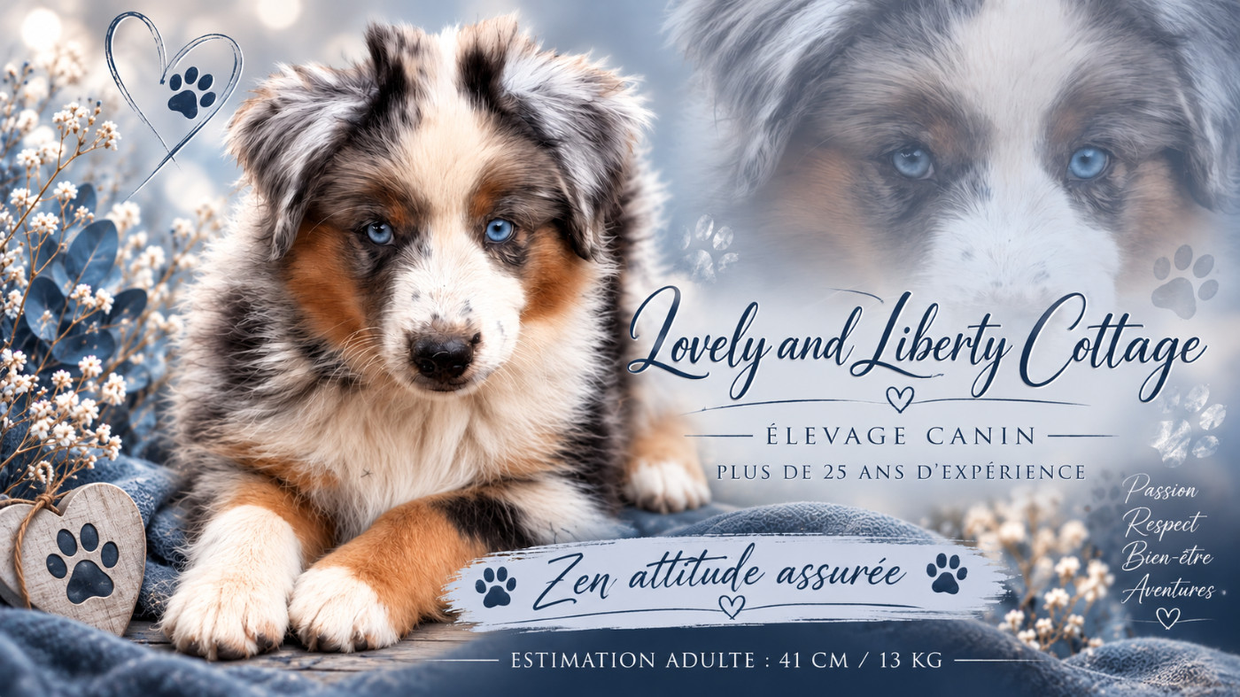 Lovely And Liberty Cottage - Chiots disponibles - Berger Américain Miniature 