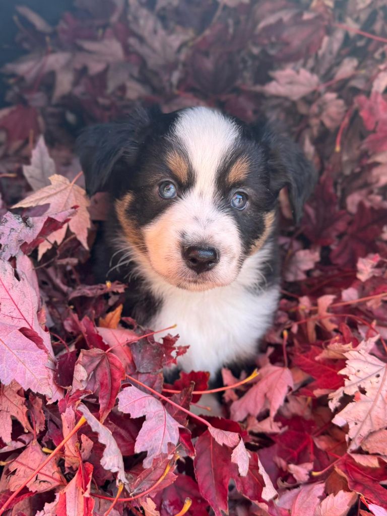 Lovely And Liberty Cottage - Chiots disponibles - Berger Américain Miniature 