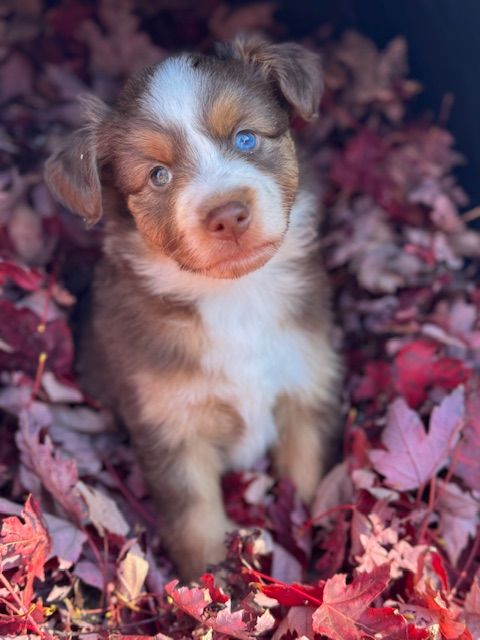 Lovely And Liberty Cottage - Chiots disponibles - Berger Américain Miniature 