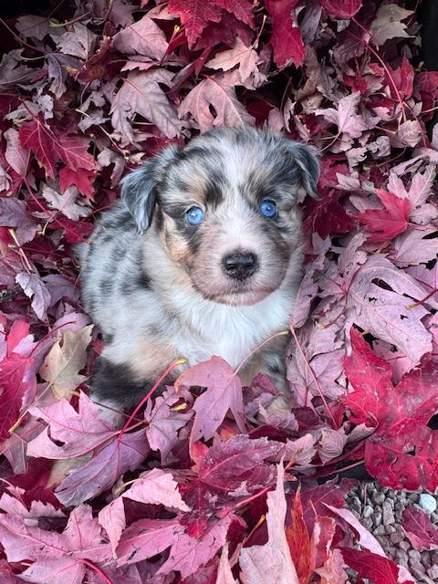 Lovely And Liberty Cottage - Chiots disponibles - Berger Américain Miniature 