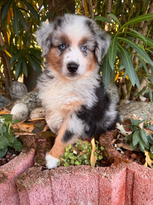 Chiot N°1