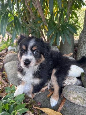 Chiot N°2