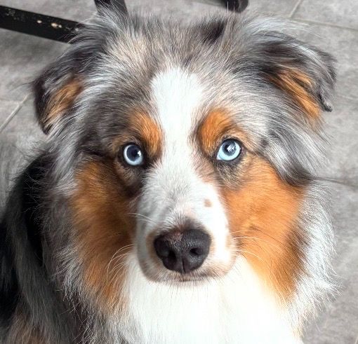 Lovely And Liberty Cottage - Berger Américain Miniature  - Portée née le 05/09/2025