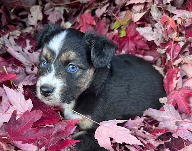 Lovely And Liberty Cottage - Chiots disponibles - Berger Américain Miniature 